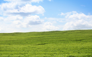 Champ de thé et ciel bleu