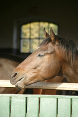 Nice purebred horse looking over stable door