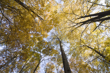 Złote buki © Piotr Szpakowski