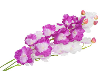 Obraz premium Beautiful gladiolus flower isolated on white background