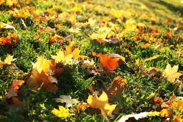 Beautiful autumn leaves on grass