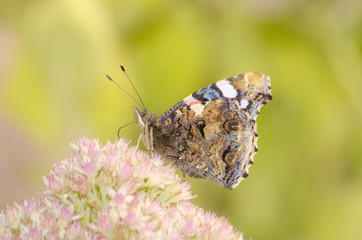 Butterfly with extended proboscis seeking nectar.