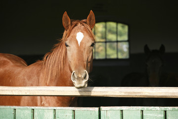 Naklejka premium Head shot of a thoroughbred horse looking over stable door