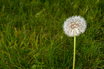 Dandelion in the Grass