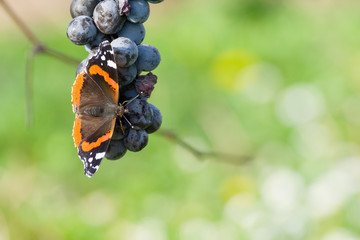 Red Admiral Eating Grapes