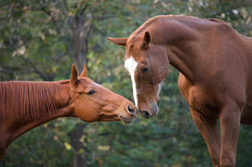 Cavalli innamorati 4