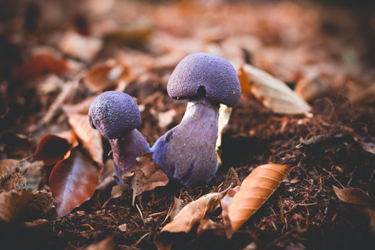 Mushrooms Cortinarius violaceus Selective Focus