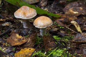 toadstool mushrooms in the forest