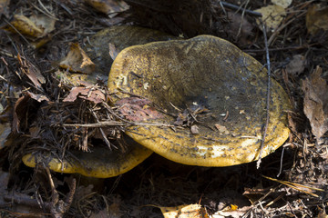 Naklejka premium Lactarius necator. mushrooms in the forest