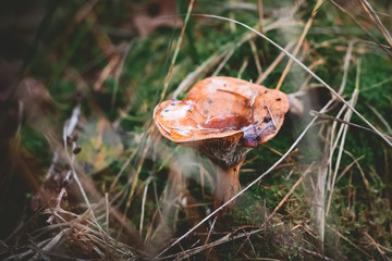 Mushrooms on the mossy ground Selective