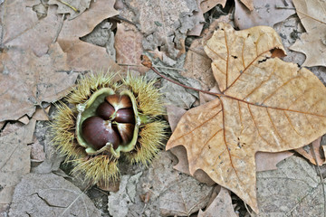 chestnuts