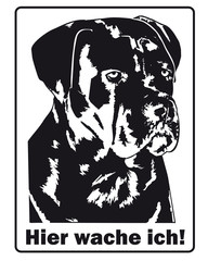 wachhund cane corso