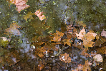 Fallen leaves in autumn