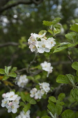 blühender Apfelbaum