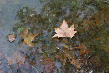 Fallen leaves in autumn