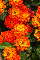 Beautiful Colorful Hedge Flower, Weeping Lantana