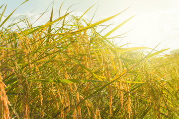 Naklejka premium Paddy rice