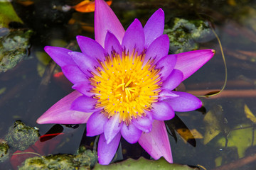 purple lotus or purple water lily in pond