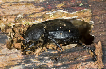 Gnorimus variabilis on wood