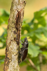 Female Stag beetle, Lucanus cervus