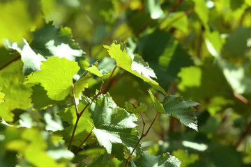 Grape leaves and sun beams