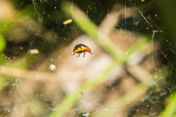 bug trapped on the spider web