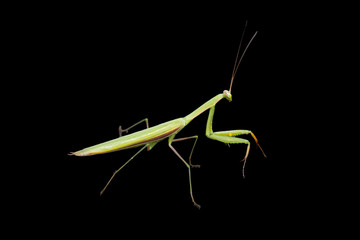 Praying mantis isolated on black