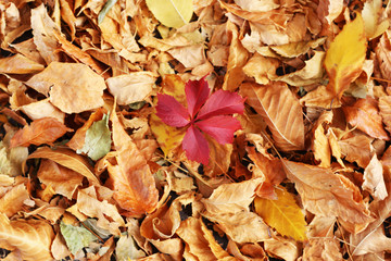 Beautiful autumn leaves