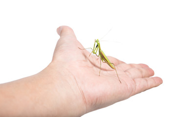 Praying mantis on human hand isolated on white