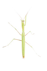 praying mantis isolated on white