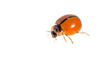 ladybugs