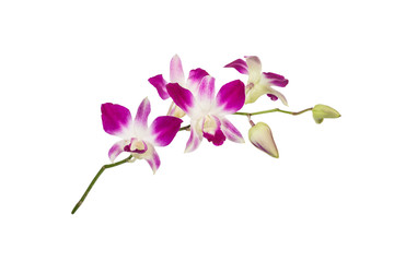 Fototapeta na wymiar Purple orchid flower isolated on white