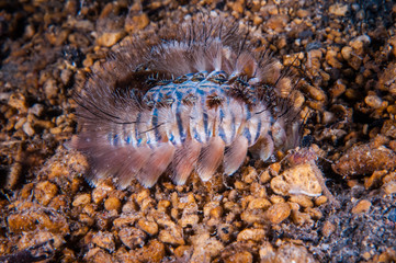 Fireworm in Gili, Lombok, Nusa Tenggara Barat nderwater