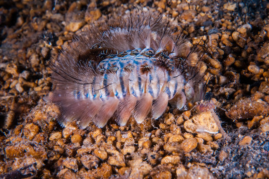 Fireworm in Gili, Lombok, Nusa Tenggara Barat nderwater