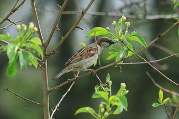 green background tree leaves summer spring