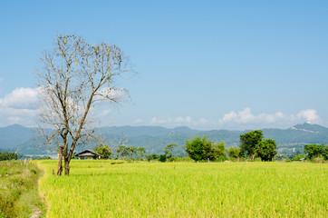 natural landscape of rice field, farmland in Thailand