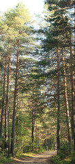 pine forest in the summer landscape