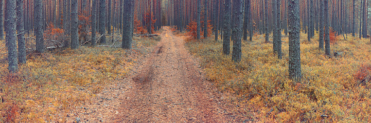 autumn landscape in the spruce forest