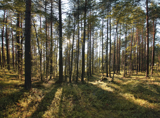 pine forest in the summer landscape