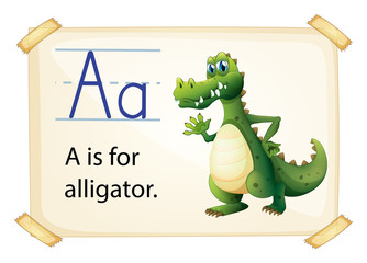 Fototapeta premium Alligator flashcard