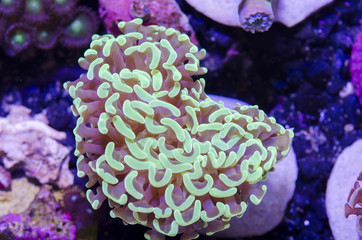 This is a branching torch coral, Euphyllia glabrescens.