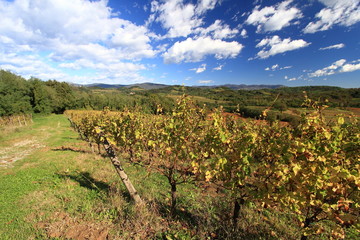 Fototapeta na wymiar paesaggio con vigne