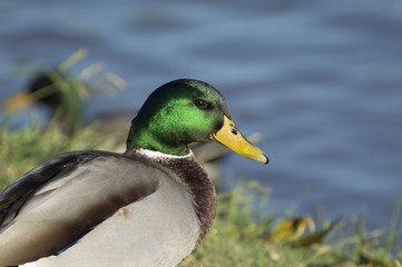 Portrait of Mallard Duck with beautiful green head