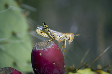 Brown grasshopper on a red prickly pear cactus apple