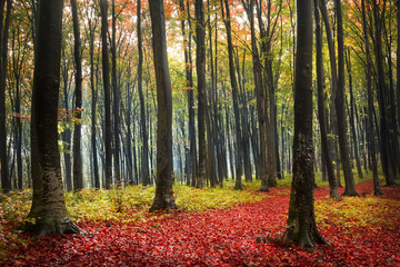 Forest during autumn with red leaves on the ground