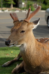 The recumbent deer on the ground