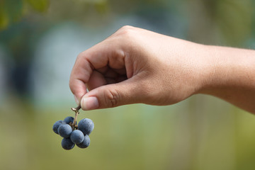 Wine grape quality control by hand in vineyard