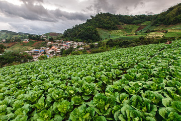 Fototapeta premium Organic cabbage field growing on tropical highland