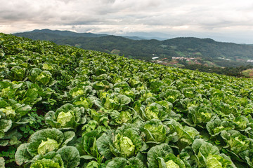 Organic cabbage field growing on tropical highland