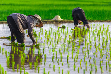Thai farmer growing young rice in field